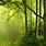 Nature Forest Wallpapers